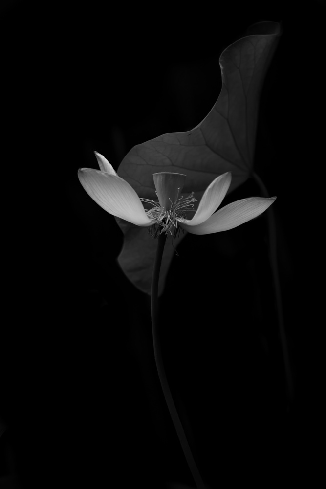 Lotus Flower von Catherine W.