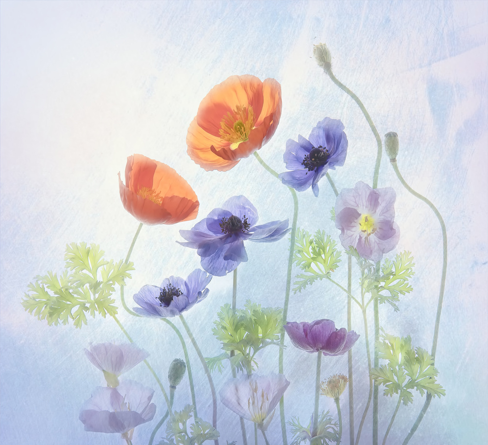 Poppy &amp; Anemone von Catherine W.