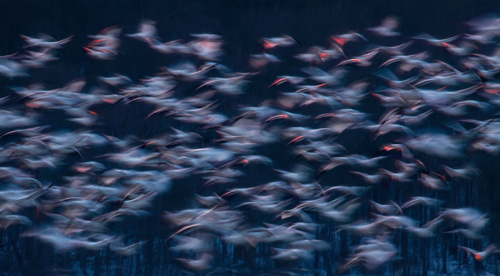 Snow Geese Migration von Catherine W.