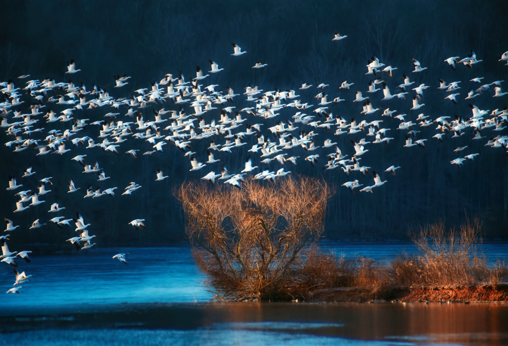 Snow Geese Migration von Catherine W.