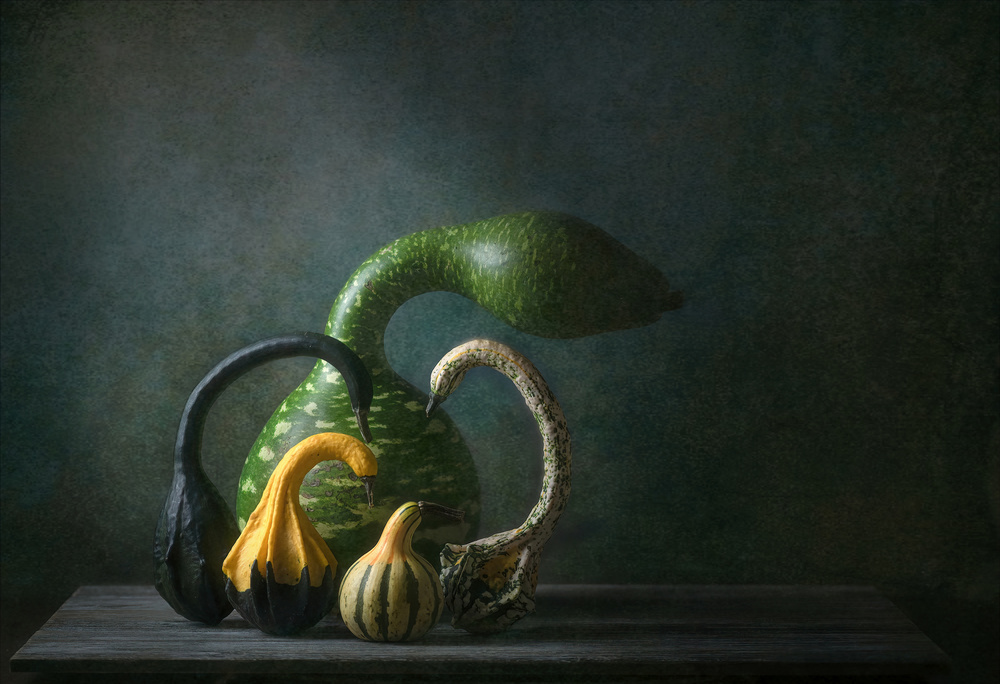 Swan Gourds von Catherine W.