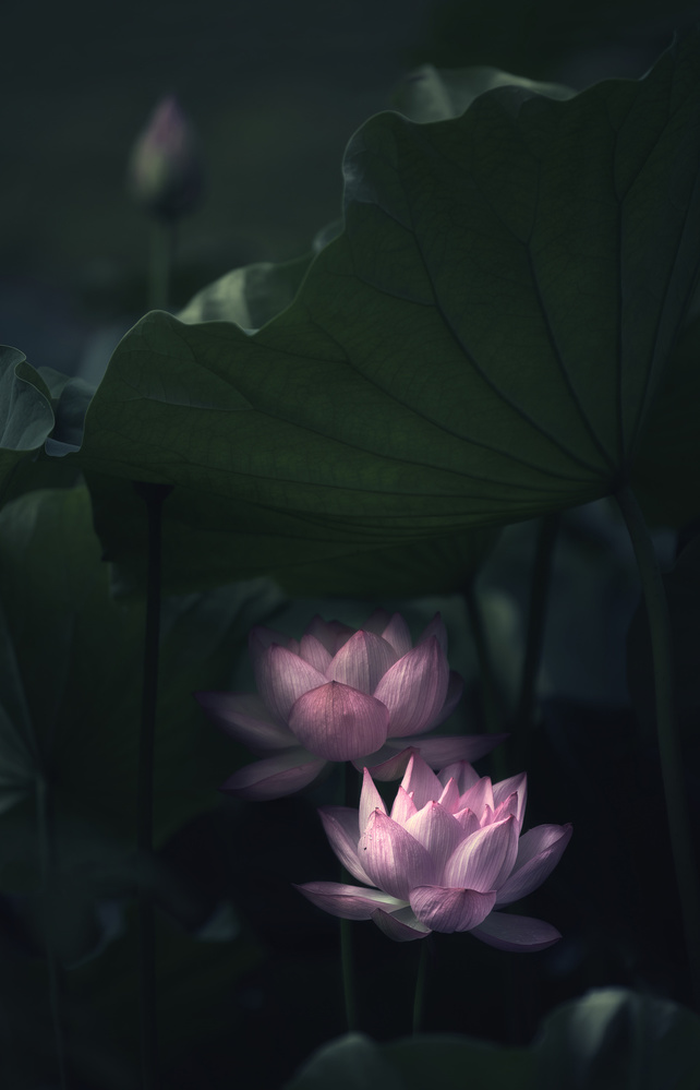 Water Lily von Catherine W.