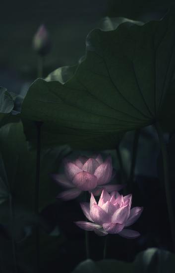 Water Lily