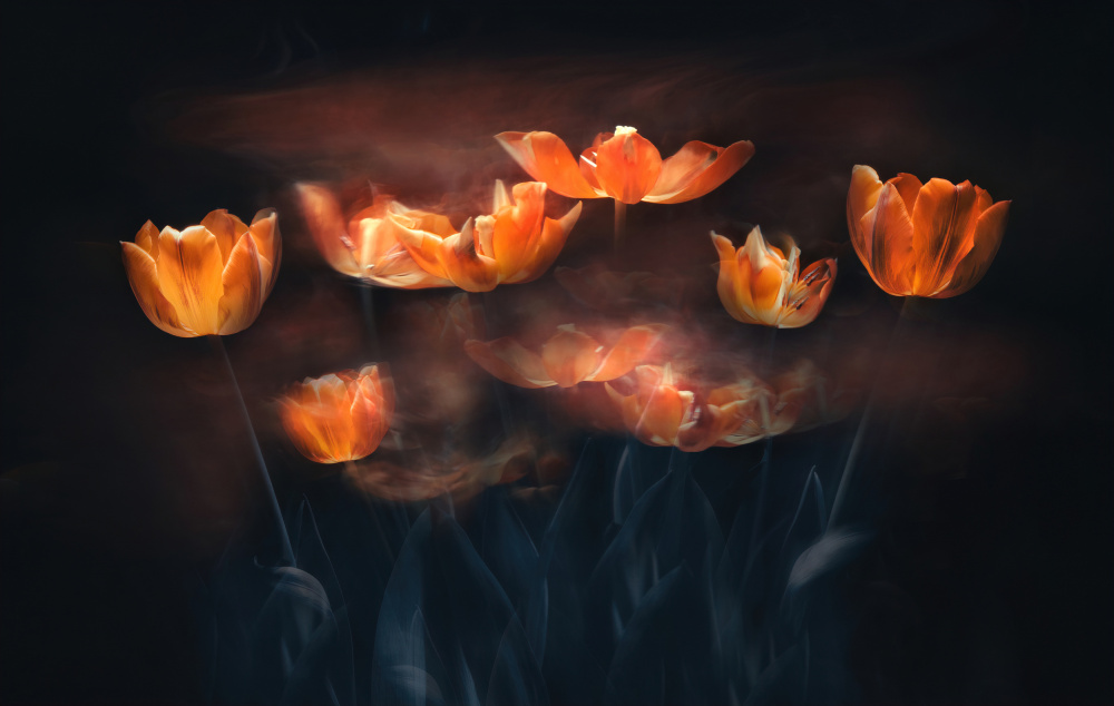 Tulips on Fire von Catherine W.