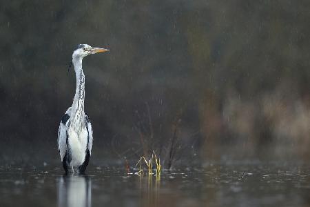 Héron sous la pluie