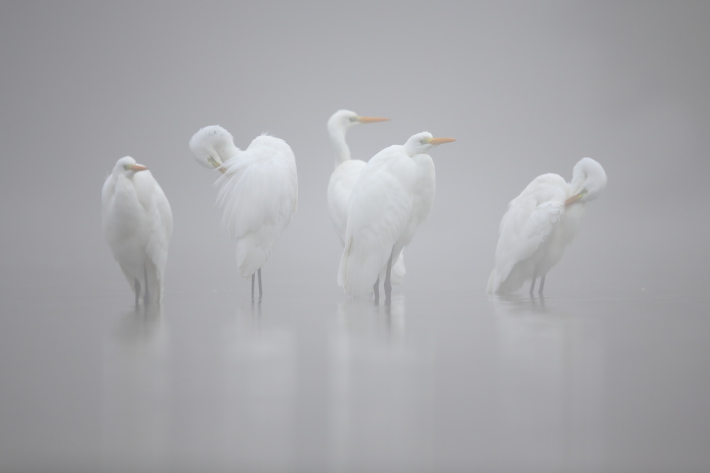 Les dames blanches von Cédric Join