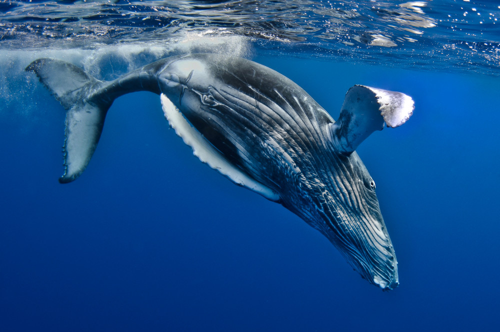 Humpback Whale calf, Reunion Island von Cédric Péneau