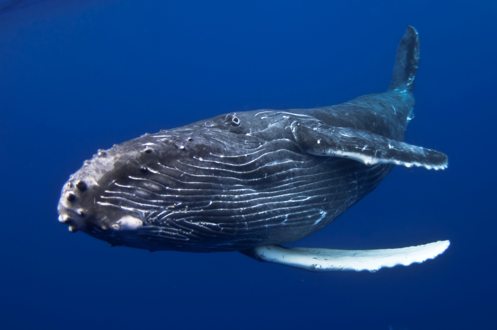 Humpback Whale calf, Reunion Island von Cédric Péneau