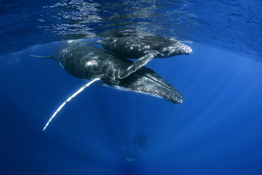 Humpback Whales von Cédric Péneau