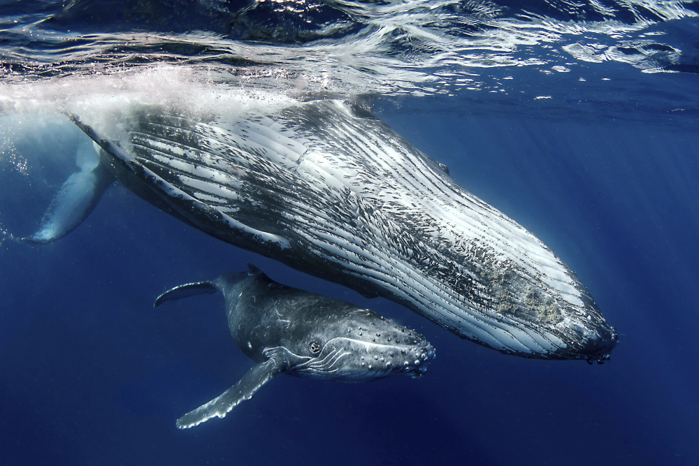 Humpback Whales von Cédric Péneau