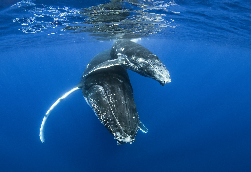 Humpback whales von Cédric Péneau