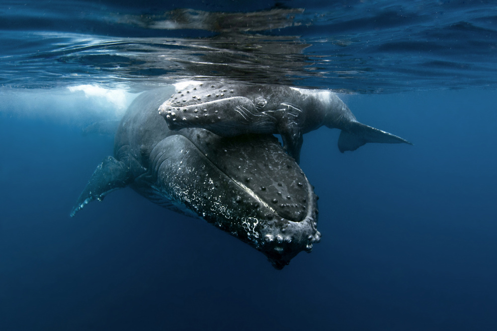 Humpback whales von Cédric Péneau