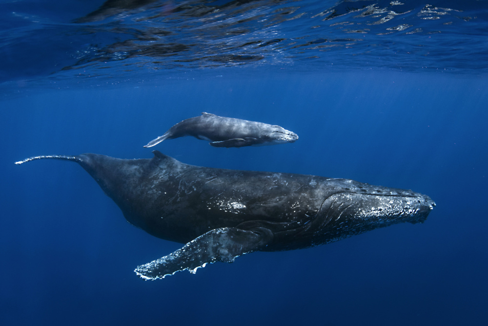 Humpback whales von Cédric Péneau