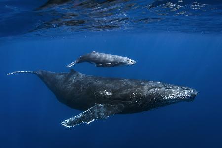 Humpback whales