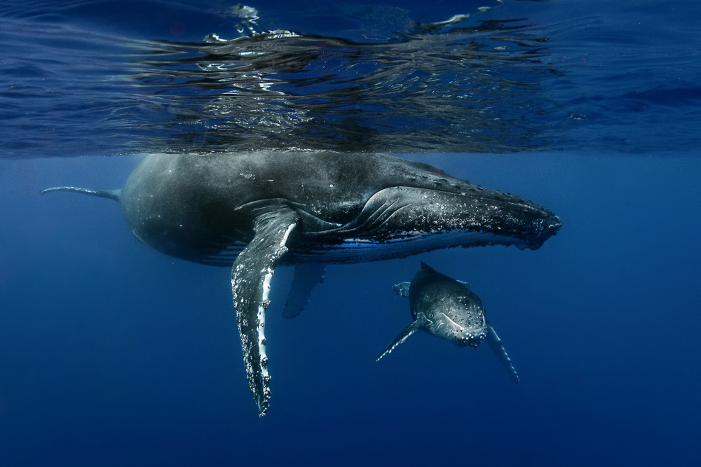 Humpback whales von Cédric Péneau