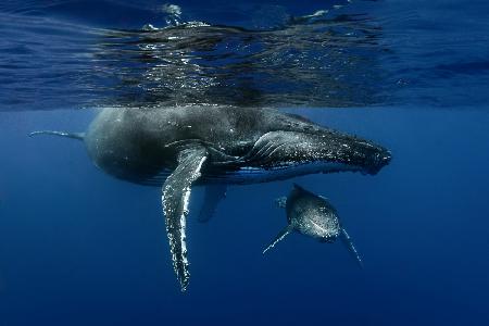 Humpback whales