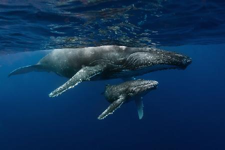 Humpback whales