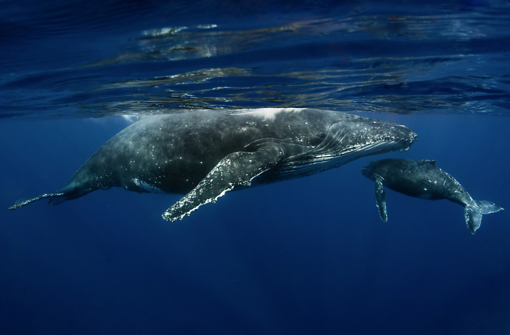 Humpback whales von Cédric Péneau