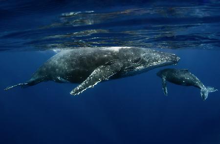 Humpback whales