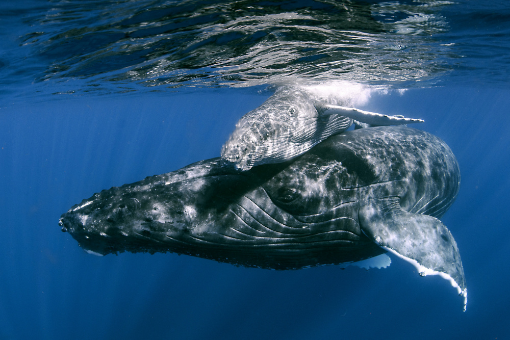 Humpback whales von Cédric Péneau