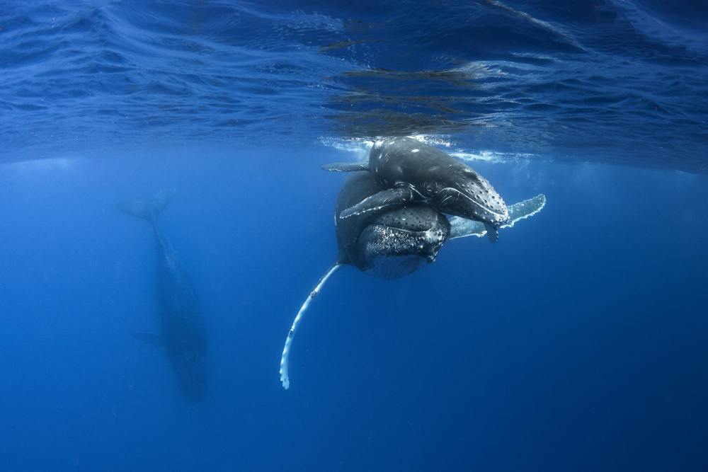 Humpback whales von Cédric Péneau