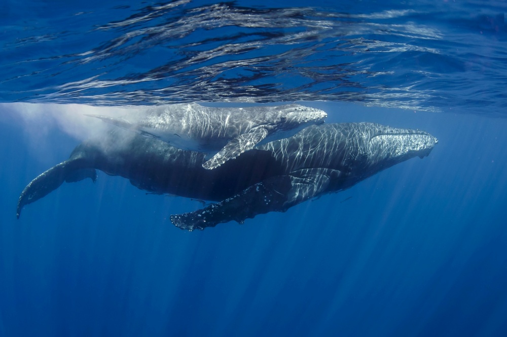 Humpback Whales von Cédric Péneau