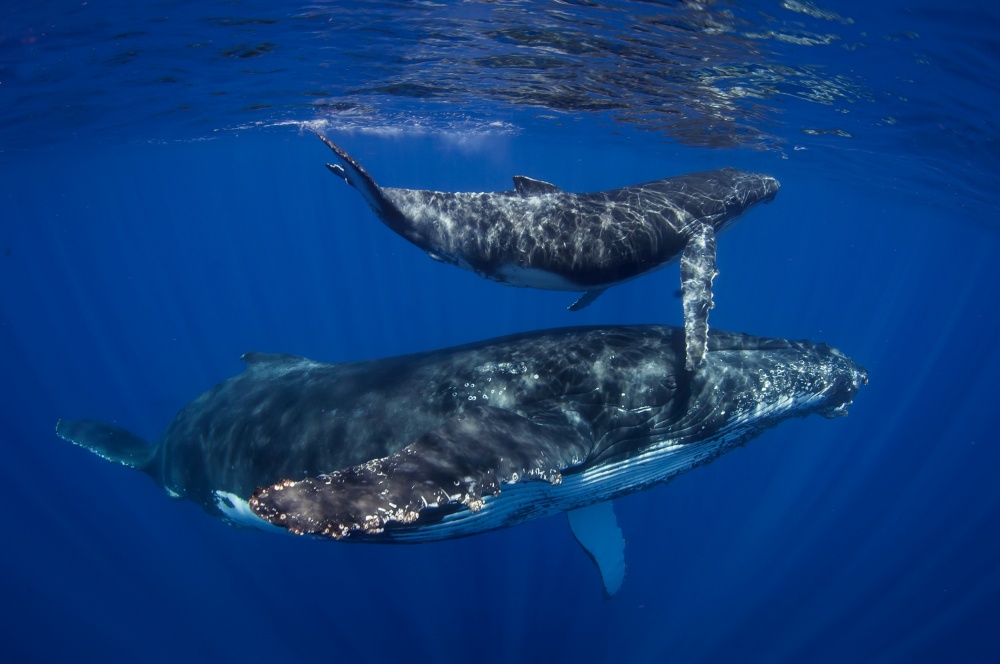 Humpback Whales von Cédric Péneau