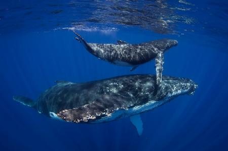 Humpback Whales