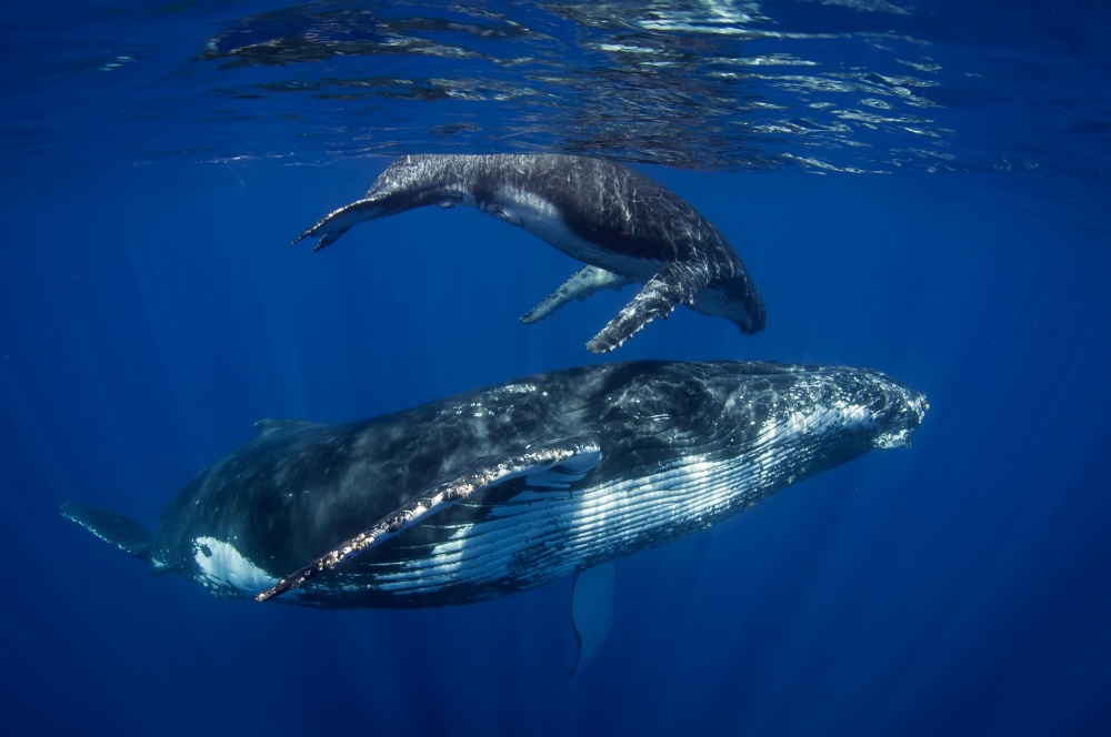 Humpback Whales, Reunion Island von Cédric Péneau