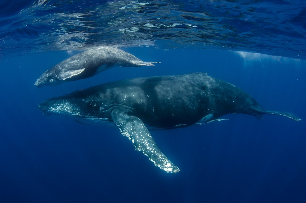 Humpback Whales, Reunion Island von Cédric Péneau