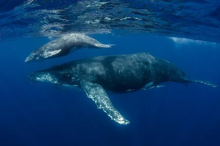 Humpback Whales, Reunion Island