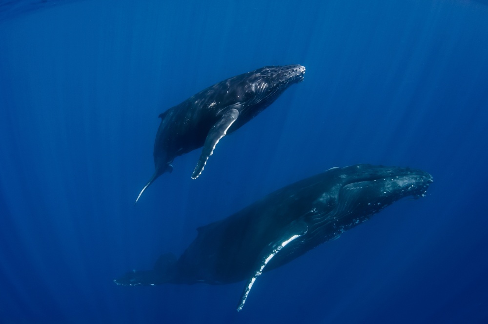 Humpback Whales, Reunion Island von Cédric Péneau