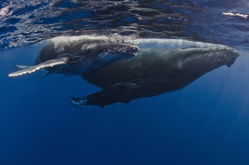 Humpback Whales, Reunion Island von Cédric Péneau