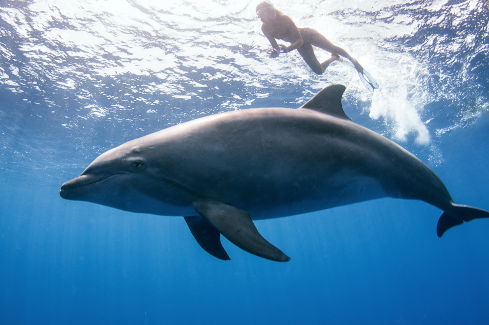 dolphin and human von Cédric Péneau