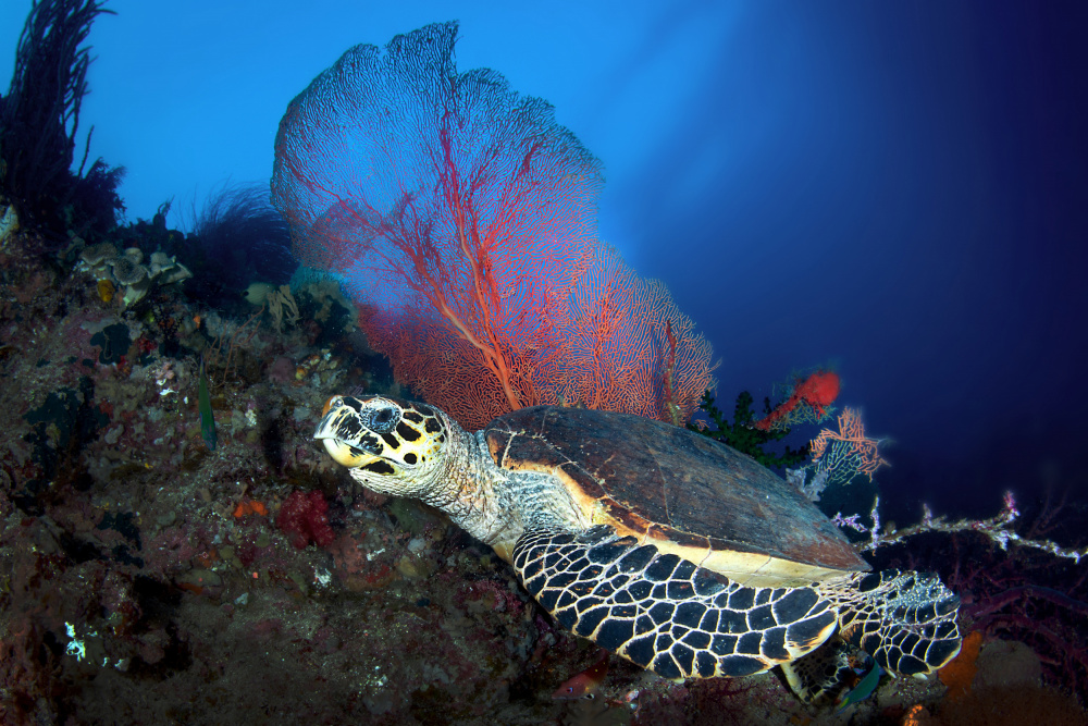 Hawksbill turtle von Cédric Péneau