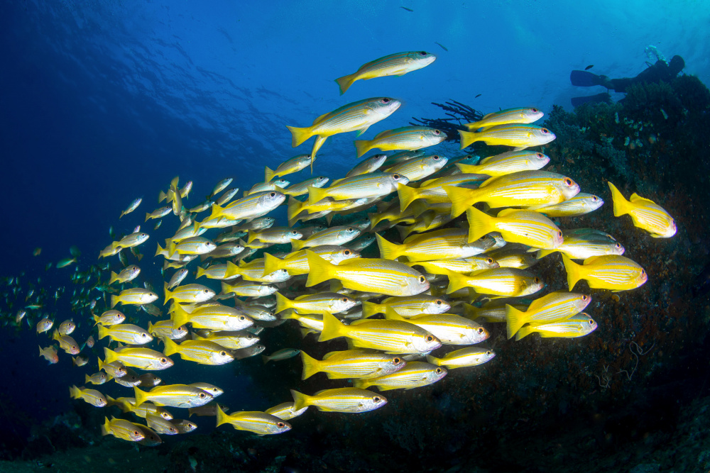 Yellow snappers von Cédric Péneau