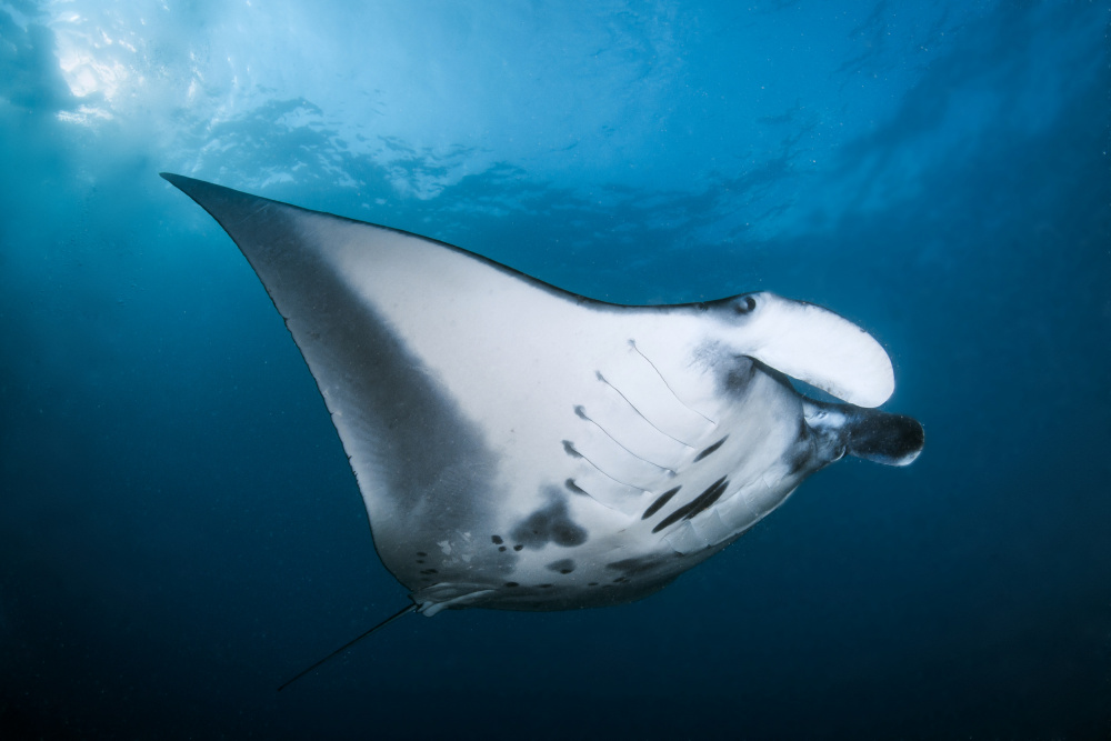 Majestic manta von Cédric Péneau