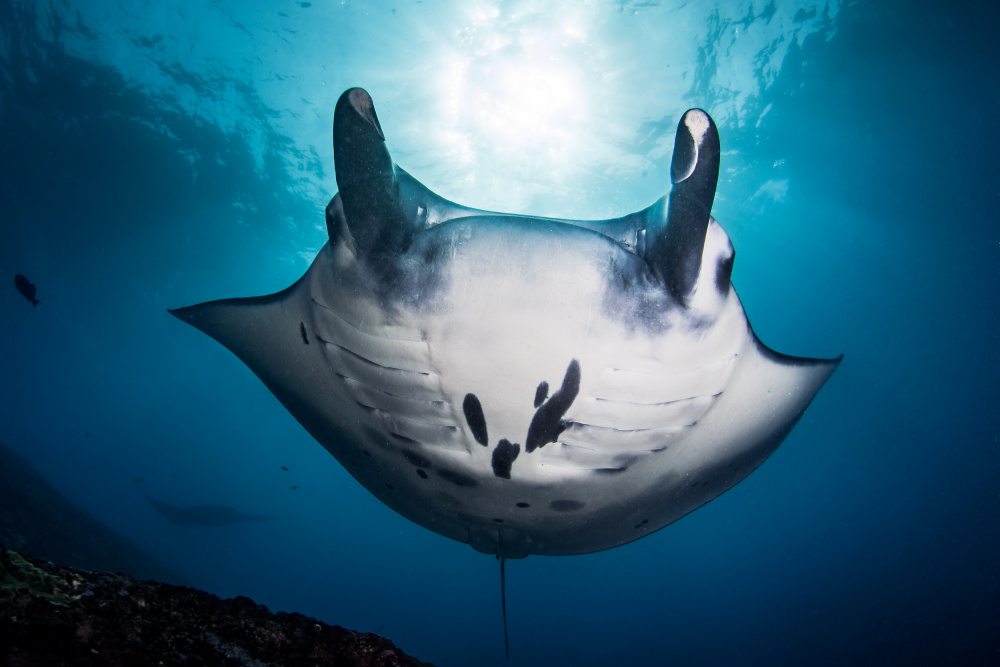 manta ray von Cédric Péneau