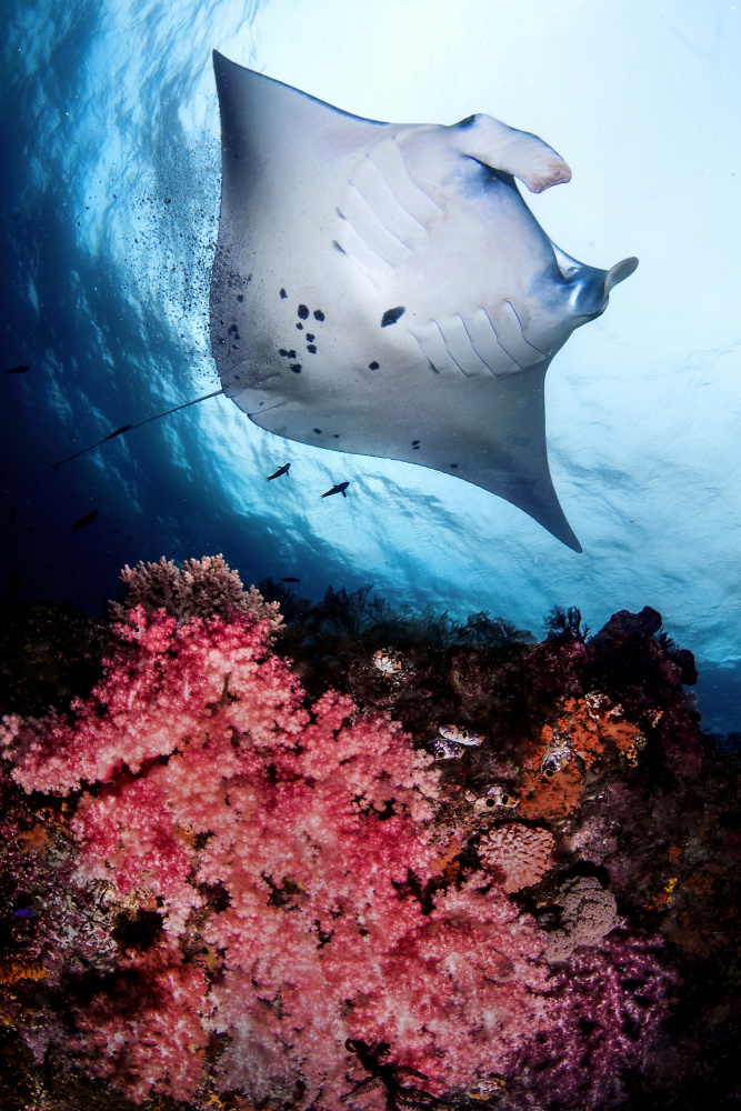 Manta and reef von Cédric Péneau