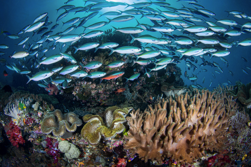 Raja Ampat von Cédric Péneau