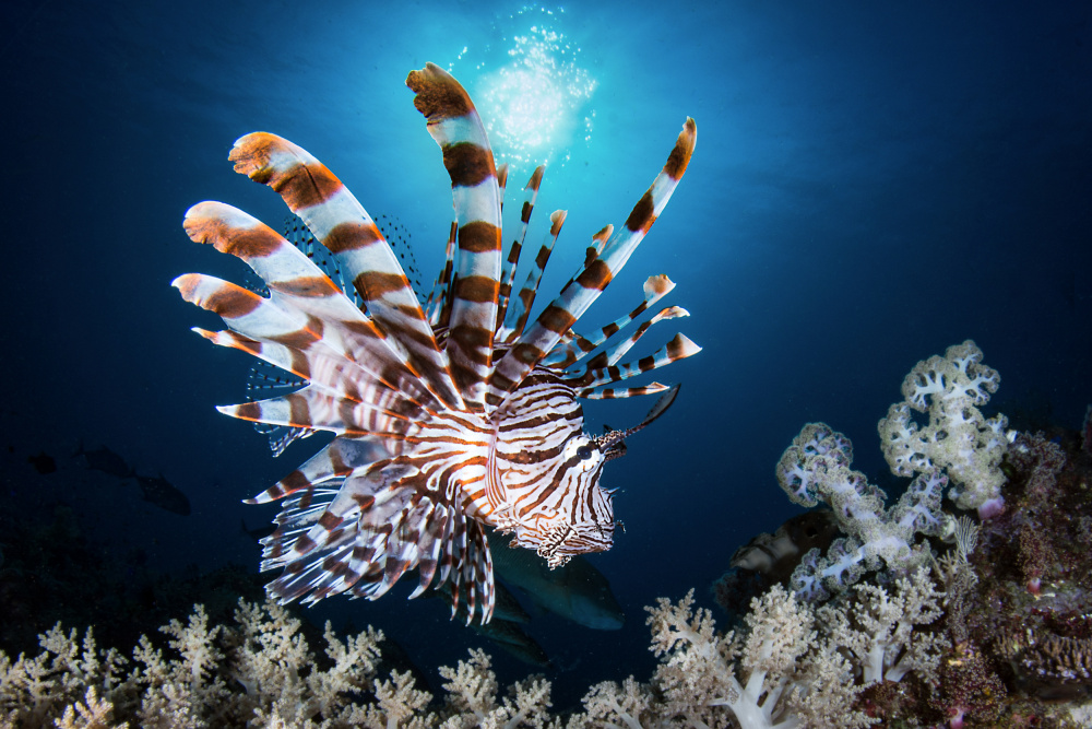 Lionfish von Cédric Péneau