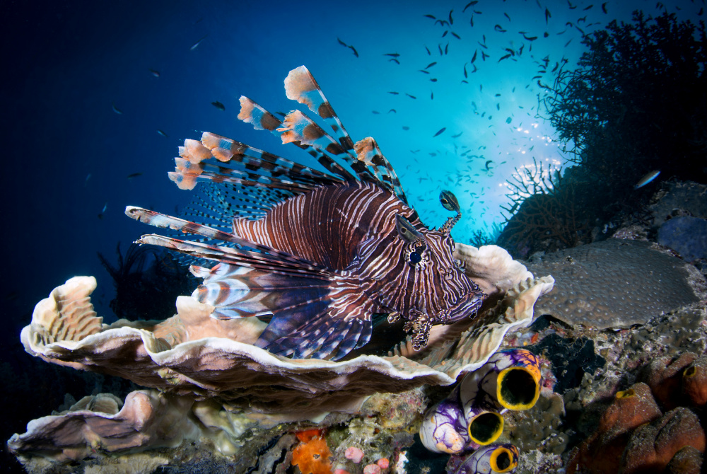 Lionfish von Cédric Péneau