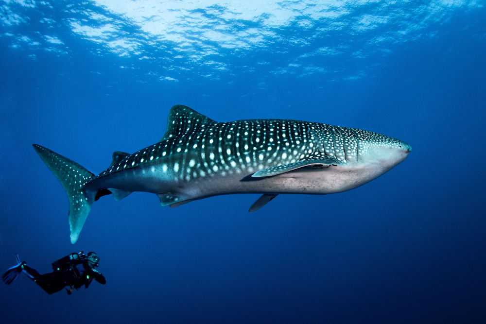 Whale shark and diver von Cédric Péneau