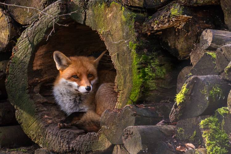 Fox von Cees Van Ginkel