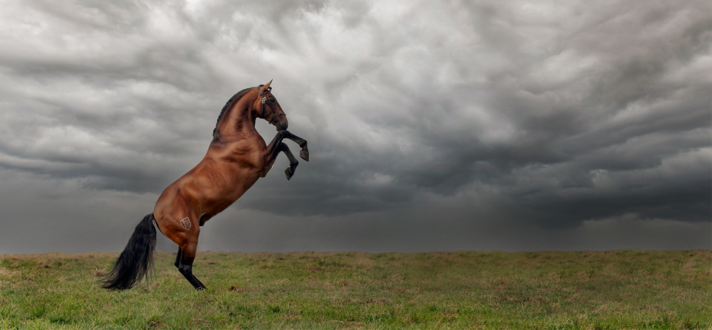 The king of the fields von Celine Weerink