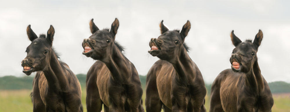 Say cheese von Celine Weerink