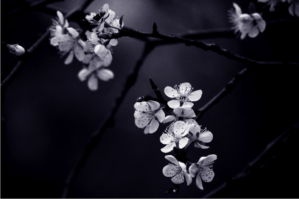 Petite Fleur de mes nuits von CelineM