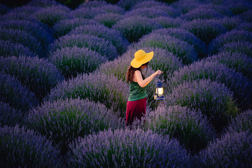 Lavender von Cem Ayden