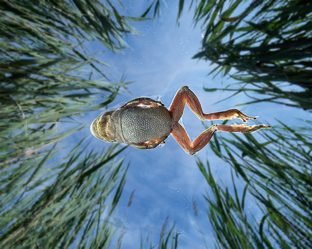 Jump in the reeds von Cesare Sent