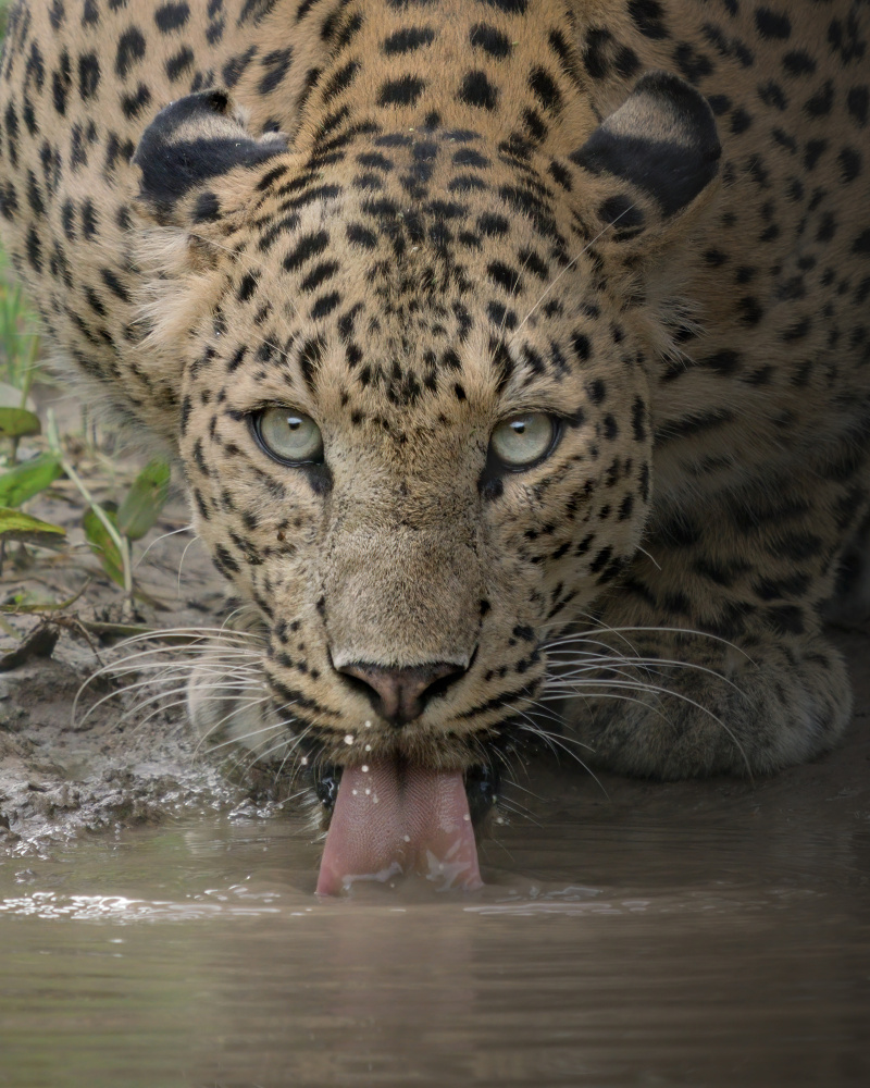 A mesmerising gaze of the fierce von Chaitanya Rawat